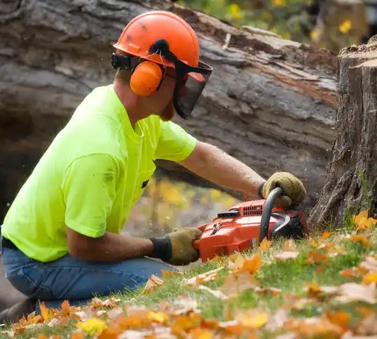 tree services Lorenz Park